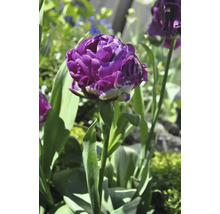Nahaufnahme einer gefüllten Tulpe im Garten.