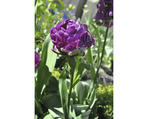 Nahaufnahme einer gefüllten Tulpe im Garten.