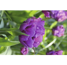 Nahaufnahme einer gefüllten, violetten Tulpenblüte im Garten.