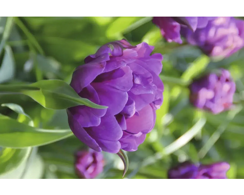 Nahaufnahme einer gefüllten, violetten Tulpenblüte im Garten.
