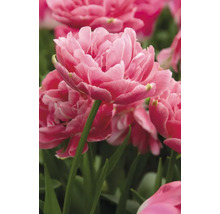 Nahaufnahme von rosa Tulpenblüten