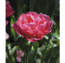 Nahaufnahme einer gefüllten Tulpe im Garten