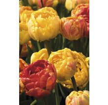 Nahaufnahme von gefüllten Tulpen im Gartenbeet