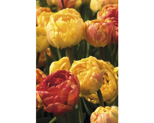Nahaufnahme von gefüllten Tulpen im Gartenbeet
