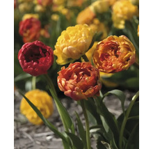 Nahaufnahme von roten und gelben Tulpen im Gartenbeet