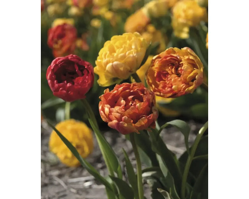 Nahaufnahme von roten und gelben Tulpen im Gartenbeet
