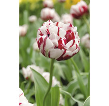 Gefüllte Tulpe mit gestreiften Blütenblättern im Garten.