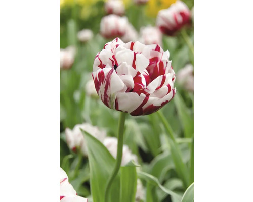 Gefüllte Tulpe mit gestreiften Blütenblättern im Garten.