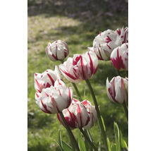 Nahaufnahme von rot gestreiften, weißen Tulpen im Garten
