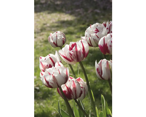 Nahaufnahme von rot gestreiften, weißen Tulpen im Garten