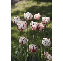 Nahaufnahme von Tulpen mit gestreiften Blütenblättern