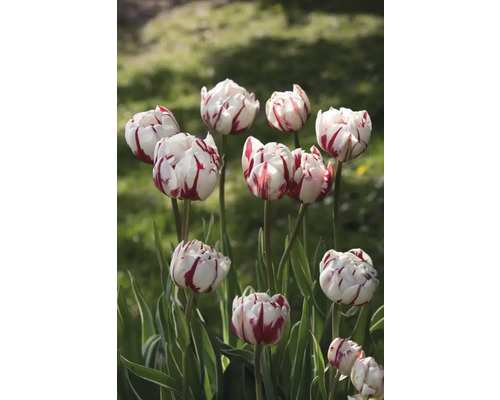 Nahaufnahme von Tulpen mit gestreiften Blütenblättern