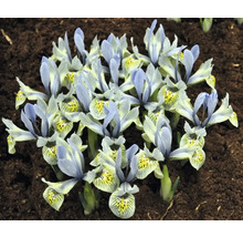 Gruppe von Zwerg-Iris auf Erde