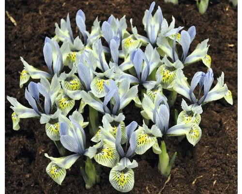 Gruppe von Zwerg-Iris auf Erde