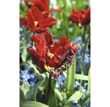 Rote gefiederte Tulpe im Gartenbeet