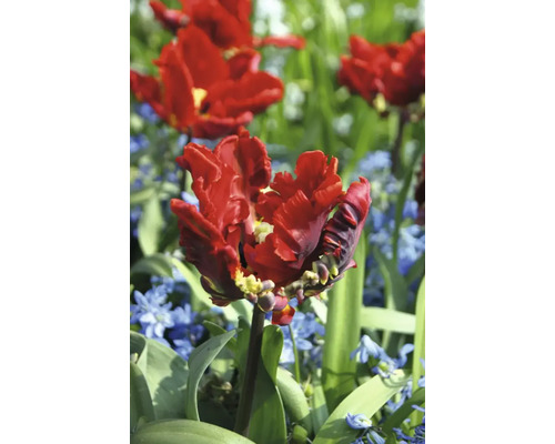 Rote gefiederte Tulpe im Gartenbeet