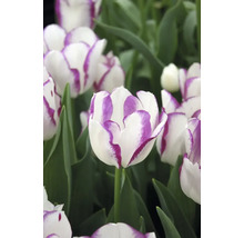 Nahaufnahme von weißen Tulpen mit violettem Rand