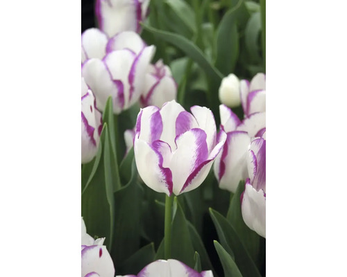 Nahaufnahme von weißen Tulpen mit violettem Rand