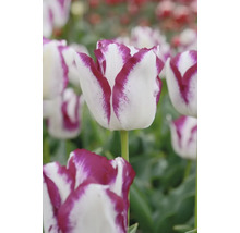 Nahaufnahme einer weiß-violetten Tulpenblüte im Garten.