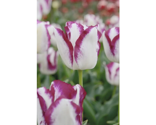 Nahaufnahme einer weiß-violetten Tulpenblüte im Garten.