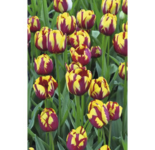 Nahaufnahme von Tulpen mit gelben und roten Blütenblättern im Garten.