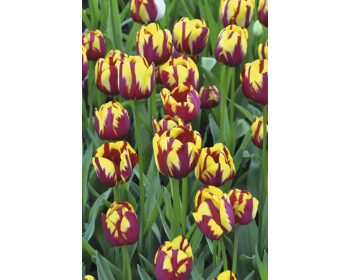 Nahaufnahme von Tulpen mit gelben und roten Blütenblättern im Garten.
