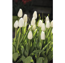 Nahaufnahme von weißen Tulpen mit grünen Blättern