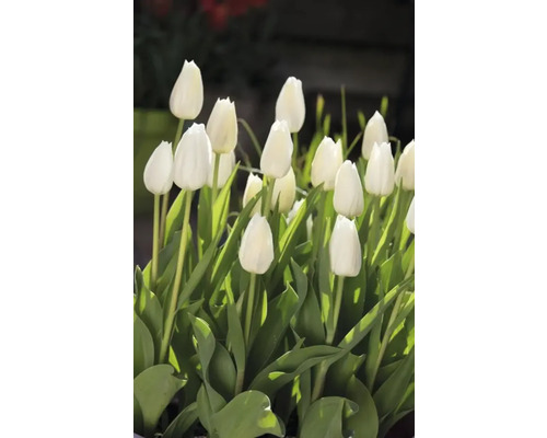 Nahaufnahme von weißen Tulpen mit grünen Blättern
