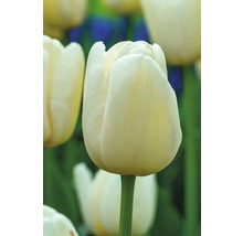 Nahaufnahme einer weißen Tulpe im Garten