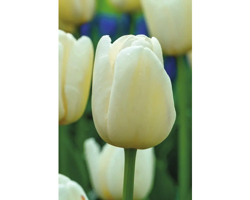 Nahaufnahme einer weißen Tulpe im Garten