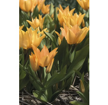Gelbe Tulpen mit grünen Blättern im Beet