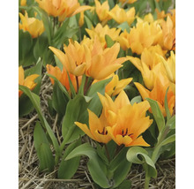 Feld mit gelben Tulpen