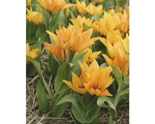 Feld mit gelben Tulpen