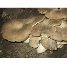 Austernpilze auf dem Boden