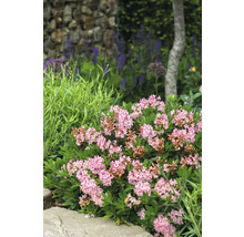 Nahaufnahme einer blühenden Zwerg-Alpenrose im Garten