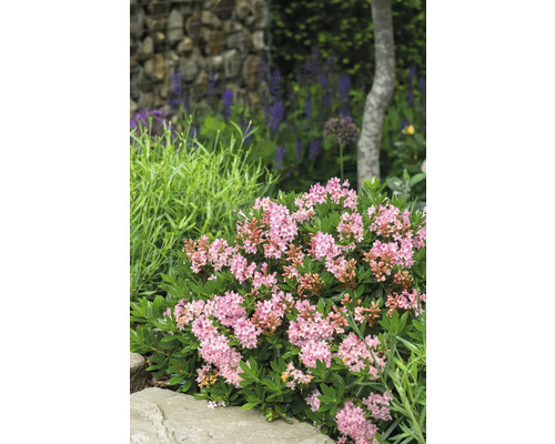 Nahaufnahme einer blühenden Zwerg-Alpenrose im Garten