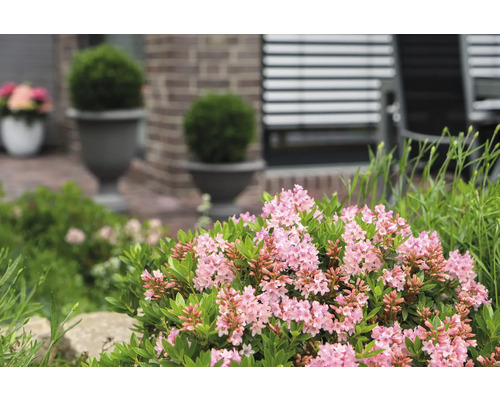 Nahaufnahme eines blühenden Seidelbasts im Garten