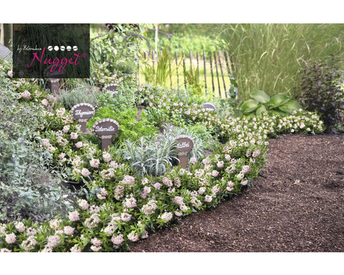 Kräutergarten mit Thymian, Petersilie, Salbei und Majoran.