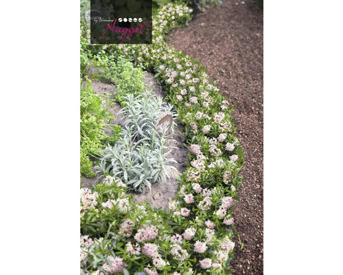 Garten mit Thymian und anderen Kräutern