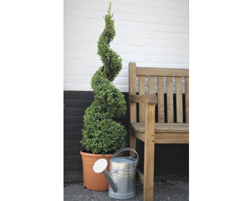 Spiralförmiger Buchsbaum im Topf mit Gießkanne und Holzbank