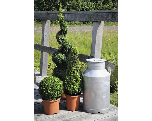 Dekorative Formschnittgehölze in Töpfen und eine Milchkanne auf einer Holzbrücke.