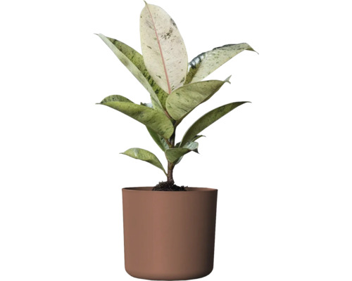 Gummibaum Zimmerpflanze in einem Topf