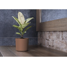 Gummibaum Zimmerpflanze im Topf auf Ablage