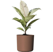 Gummibaum Zimmerpflanze im Topf