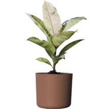 Gummibaum Zimmerpflanze im Topf