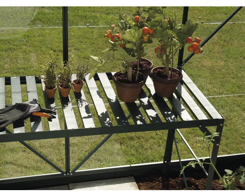 Gewächshausregal mit Tomatenpflanzen, Kräutern und Gartenhandschuhen