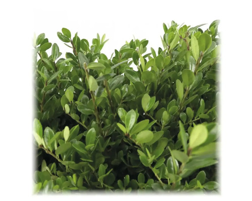 Im Bild ist eine Heckenpflanze mit dichtem, grünen Blattwerk zu sehen.