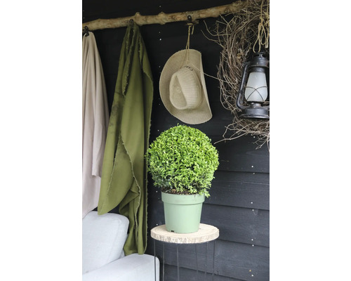 Dekorative grüne Pflanze im Topf auf einem Hocker mit Haken, Hut und Lampe im Hintergrund.