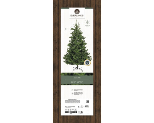 Everlands Alba Tanne mit einer Höhe von 2,4 Metern.