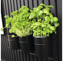 Kräuterbasilikum und Petersilie in schwarzen Töpfen an einem Metallregal